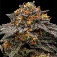 Ripper Seeds Shimo Fem 3St.