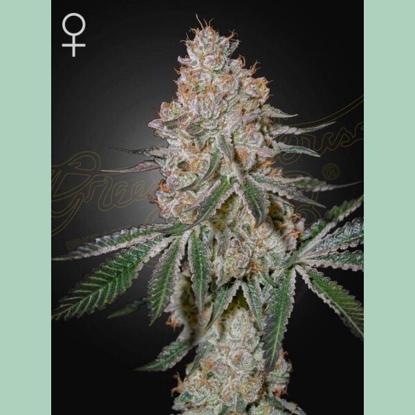 Green House Seed Co. High Cloudz Fem 3St.