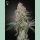 Green House Seed Co. High Cloudz Fem 3St.