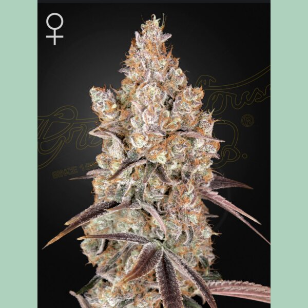 Green House Seed Co. Holy Snow Fem 3St.