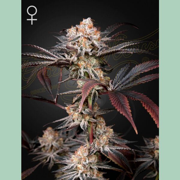 Green House Seed Co. Wonder Pie Fem 3St.