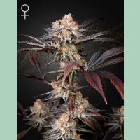 Green House Seed Co. Wonder Pie Fem 3St.