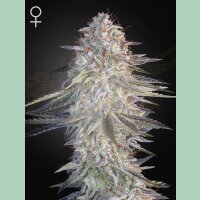 Green House Seed Co. Super Lemon Haze x Pink Candy Fem 3St.