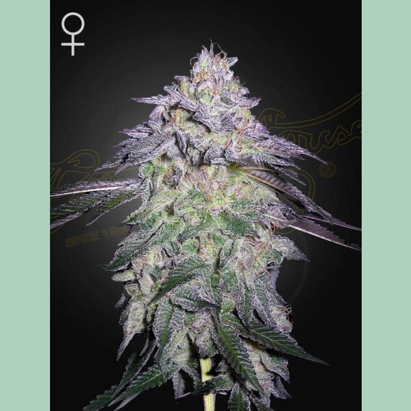 Green House Seed Co. Nori Cake Fem 3St.