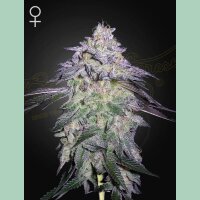 Green House Seed Co. Nori Cake Fem 3St.