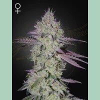 Green House Seed Co. Tarte Tatin Fem 3St.