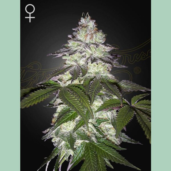 Green House Seed Co. Milky Dreams Fem 3St.