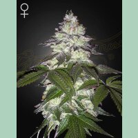 Green House Seed Co. Milky Dreams Fem 3St.