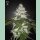 Green House Seed Co. Milky Dreams Fem 3St.