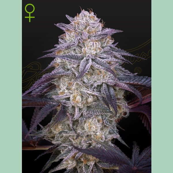 Green House Seed Co. Kings Juice Auto Fem 3St.