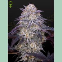 Green House Seed Co. Kings Juice Auto Fem 3St.