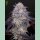 Green House Seed Co. Kings Juice Auto Fem 3St.