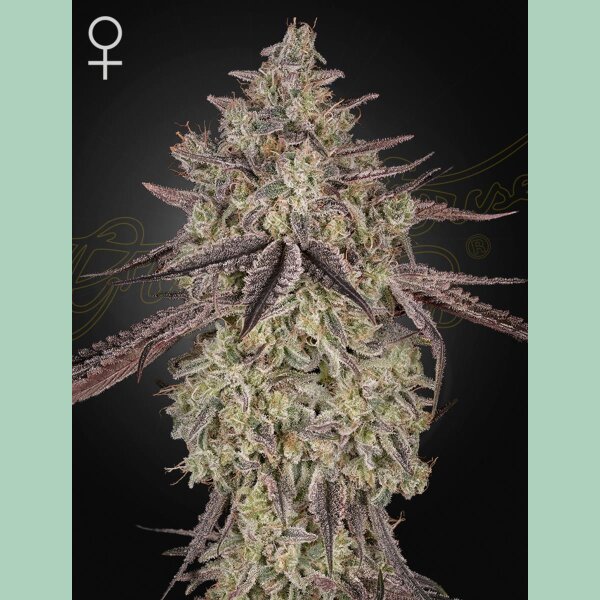 Green House Seed Co. Skywalker Auto Fem 3St.