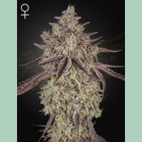Green House Seed Co. Skywalker Auto Fem 3St.