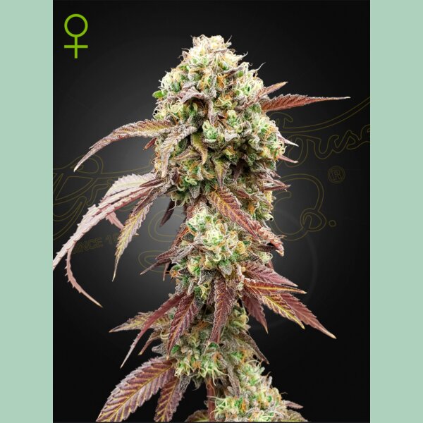 Green House Seed Co. West Coast OG x Gelato Auto 41 Fem 3St.
