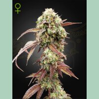 Green House Seed Co. West Coast OG x Gelato Auto 41 Fem 3St.