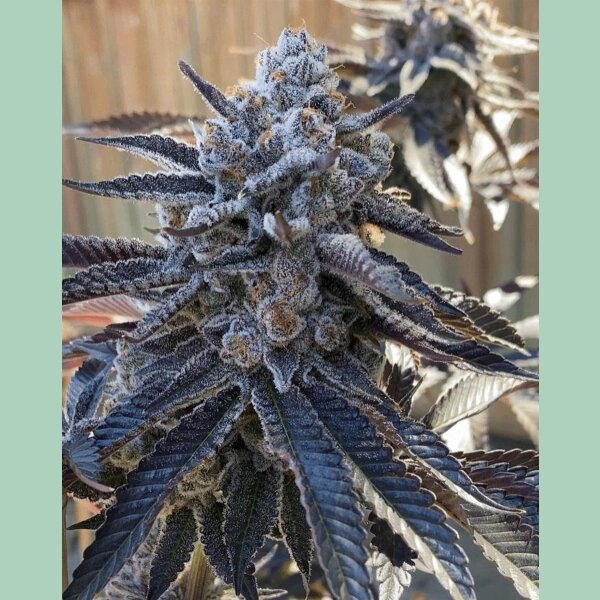 Solfire Gardens Bahama Berry Fem 3St.