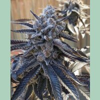 Solfire Gardens Bahama Berry Fem 3St.