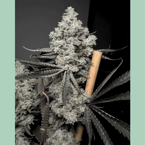 Solfire Gardens Barf Breath Fem 6St.