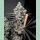 Solfire Gardens Barf Breath Fem 6St.