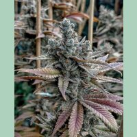 Solfire Gardens Lemon Elixir Fem 6St.