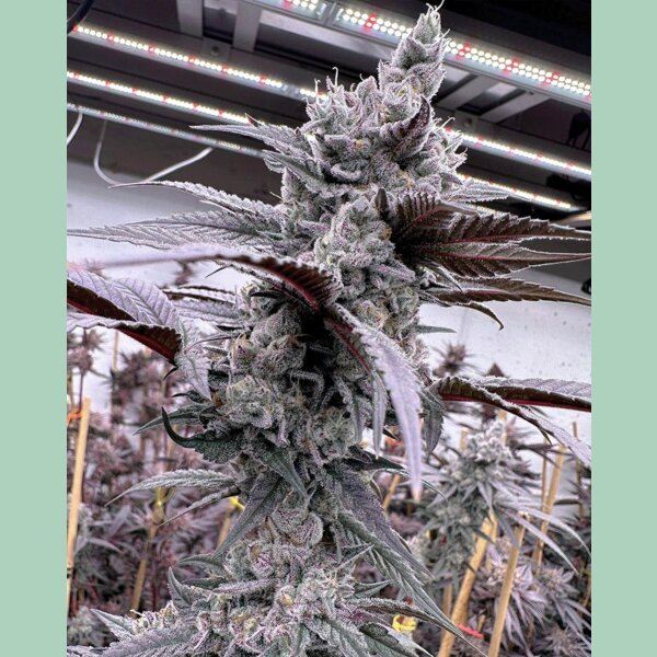Solfire Gardens Lung Buster Fem 3St.
