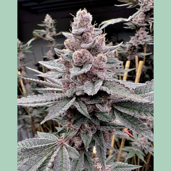 Solfire Gardens Miami Madness Fem 3St.