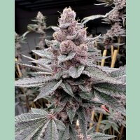 Solfire Gardens Miami Madness Fem 3St.