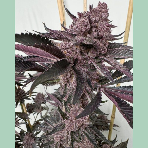 Solfire Gardens Strawmata Fem 3St.