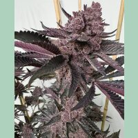 Solfire Gardens Strawmata Fem 3St.