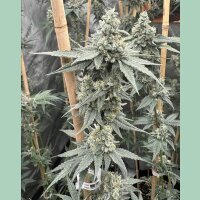 Solfire Gardens Sundae Supper Fem 3St.