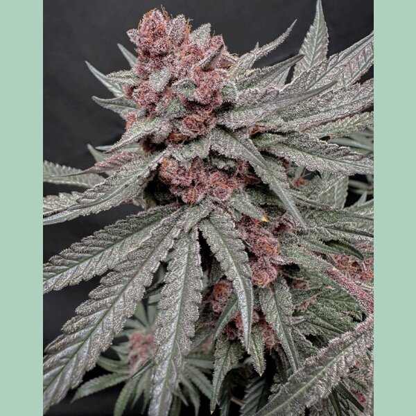 Solfire Gardens Terpgasm Fem 3St.