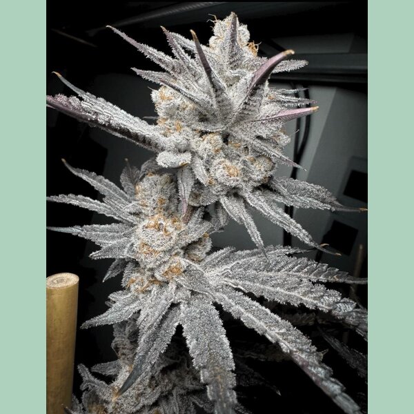 Solfire Gardens Trich Beast Fem 6St.