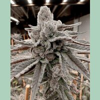 Solfire Gardens Yummy Yummy Fem 3St.