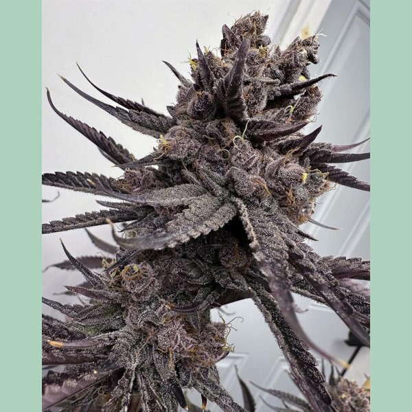 Solfire Gardens Trap God Fem 6St.