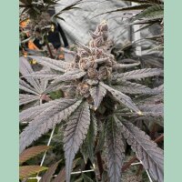 Solfire Gardens Gasserole Fem 6St.