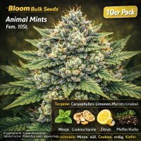 Bloom Bulk Seeds Animal Mints Fem 10St.