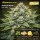 Bloom Bulk Seeds Animal Mints Fem 10St.