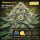 Bloom Bulk Seeds Blue Monster Fem 10St.