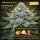 Bloom Bulk Seeds Fruit Punch Fem 10St.