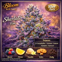 Bloom Bulk Seeds Sherlato Fem 10St.