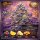 Bloom Bulk Seeds Sherlato Fem 10St.