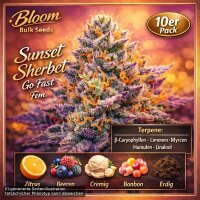 Bloom Bulk Seeds Sunset Sherbet Go Fast Fem 10St.