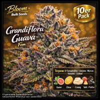 Bloom Bulk Seeds Grandiflora Guava Fem 10St.
