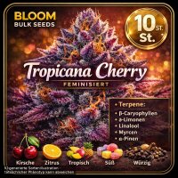 Bloom Bulk Seeds Tropicana Cherry Fem 10St.