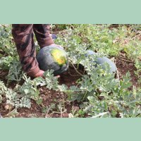 Wassermelone Blacktail Mountain (M11)