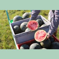 Wassermelone Blacktail Mountain (M11)