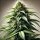 Bloom Bulk Seeds 500St. Afgana Auto