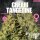 Criminal Seeds Cream Tangerine Auto Fem 3St.