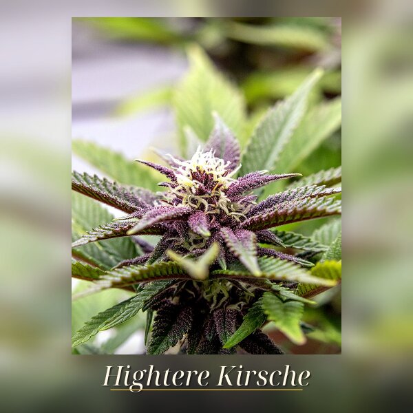 Kannabia Hightere Kirsche Fem.